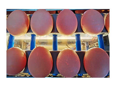 آلة فرز البيض 101A (4000 بيضة في الساعة)  Egg Grader