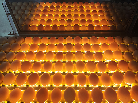 آلة فرز البيض 109 (30000 بيضة في الساعة) Egg Grader