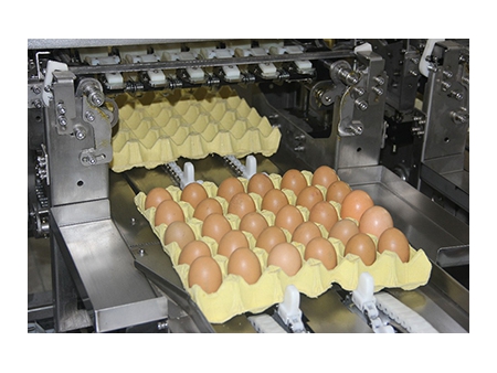آلة فرز البيض 109 (30000 بيضة في الساعة) Egg Grader