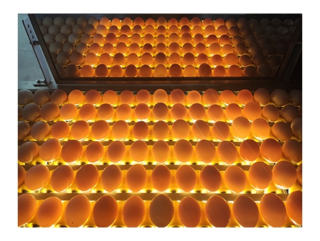 آلة فرز البيض 104B (10000 بيضة في الساعة) Egg Grader