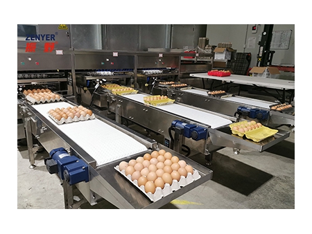 آلة فرز البيض 104A (10000 بيضة في الساعة) Egg Grader