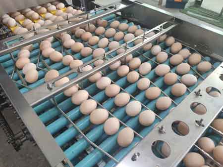 آلة فرز البيض 107 (20000 بيضة في الساعة) Egg Grader