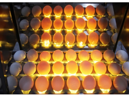 آلة فرز البيض 102BS (5400 بيضة في الساعة) Egg Grader