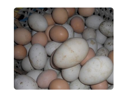 ماكينة غسل البيض 202A (10000 بيضة في الساعة) Egg Washer