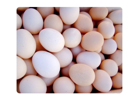 خط معالجة البيض 303B مع وظيفة التنظيف والفرز (20000 بيضة في الساعة) Egg Processing Line