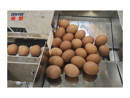 ماكينة فصل البيض 501A (3000 بيضة في الساعة) Egg Separator