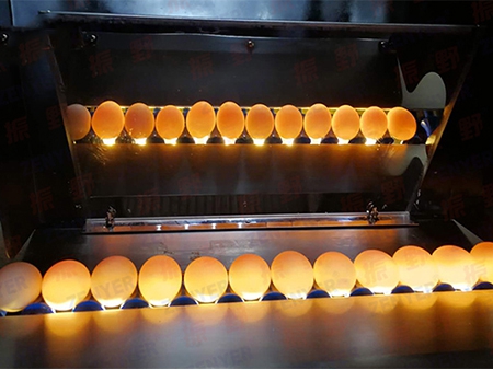 خط معالجة البيض 302BS (10000 بيضة في الساعة) Egg Processing Line