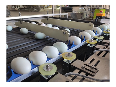 خط معالجة البيض 302BS (10000 بيضة في الساعة) Egg Processing Line