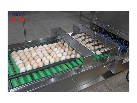 آلة تجميع البيض 605A Egg Accumulator