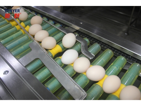 آلة فرز البيض 104A (10000 بيضة في الساعة) Egg Grader