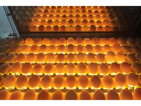 آلة فرز البيض 104A (10000 بيضة في الساعة) Egg Grader