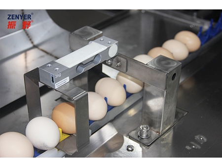 آلة فرز البيض 104A (10000 بيضة في الساعة) Egg Grader