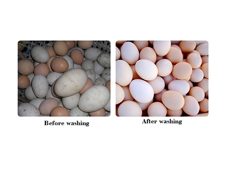 ماكينة غسل البيض 204A (30 ألف بيضة/ ساعة) 204A Egg Washer