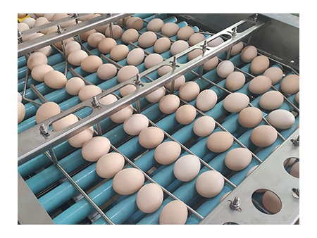 خط معالجة البيض 303B مع وظيفة التنظيف والفرز (20000 بيضة في الساعة) Egg Processing Line