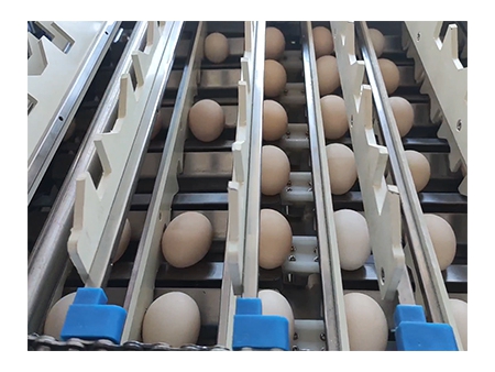 خط معالجة البيض 303B مع وظيفة التنظيف والفرز (20000 بيضة في الساعة) Egg Processing Line