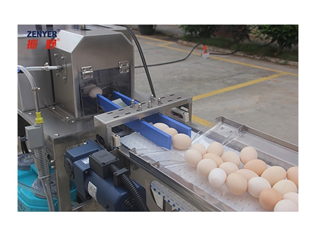 آلة تجميع البيض 604AS Egg Accumulator