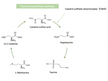 التورين Taurine