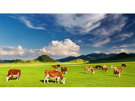 فيتامين D₃ Vitamin D3