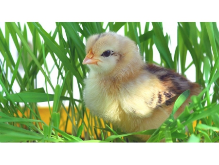 ميثيونين DL DL-Methionine