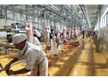 خط تجهيز الذبيحة    Carcass Processing Line